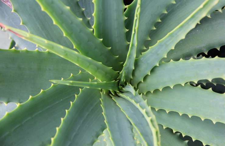 Aloe Vera 