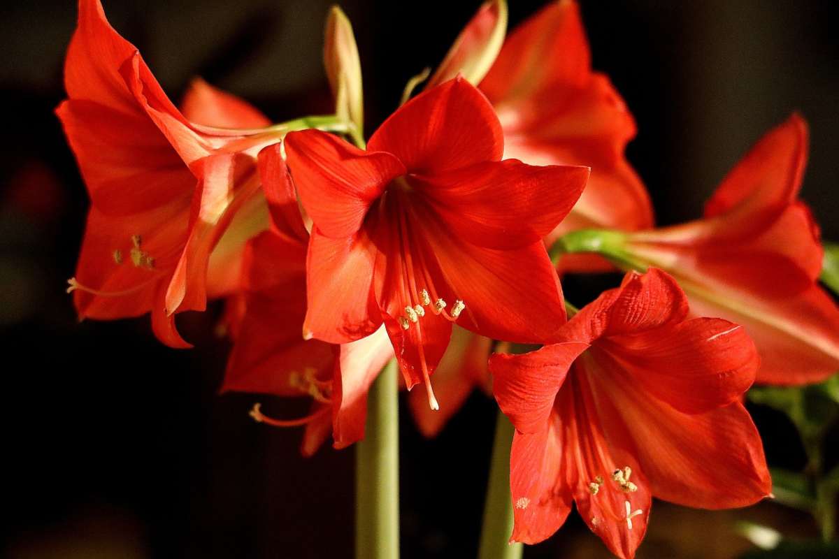 Amaryllis