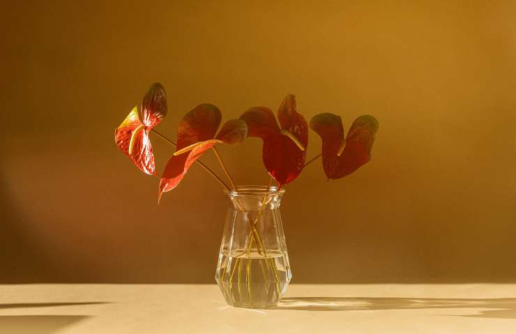 Anthurium 