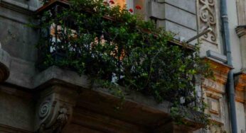 Quali sono piante resistenti al freddo e all’ombra più belle da usare per il balcone invernale