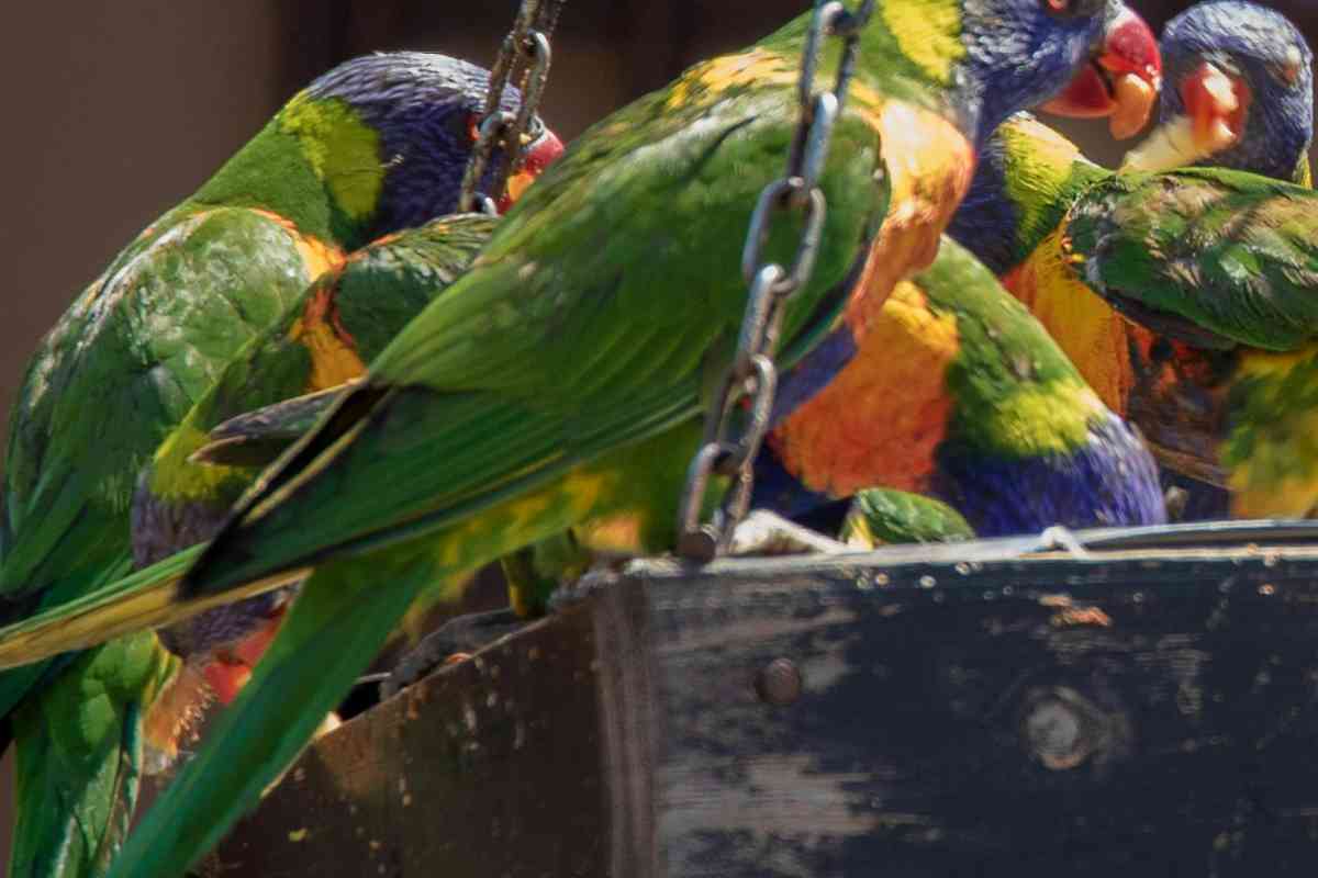 Se hai amici amanti uccelli mangiatoia