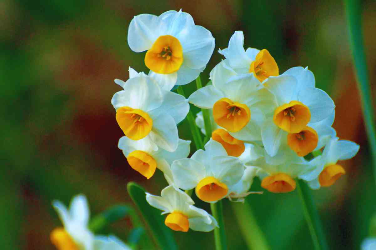 Narciso Paperwhite