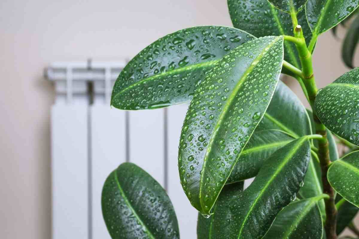 Pianta tropicale in casa