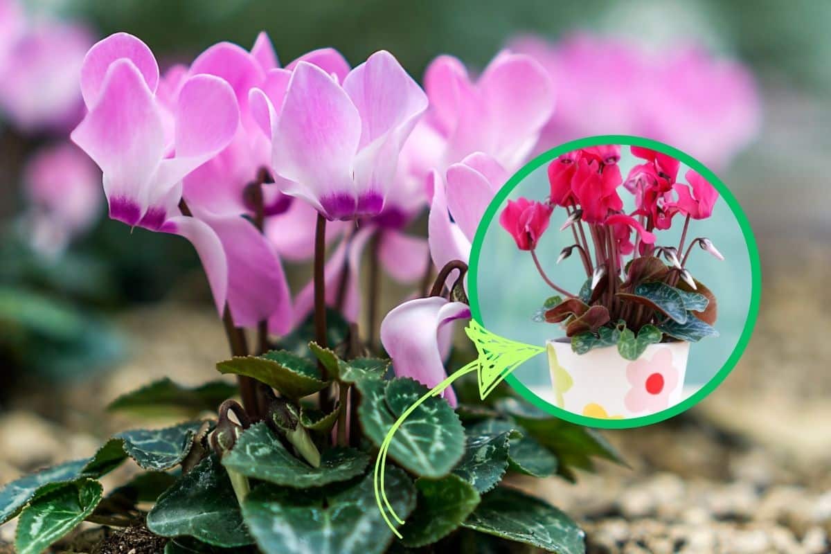 pianta di ciclamino rosa e cornice con all'interno un ciclamino in vaso