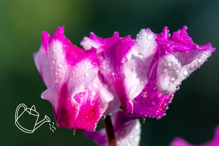 ciclamino rosa con gocce sui petali