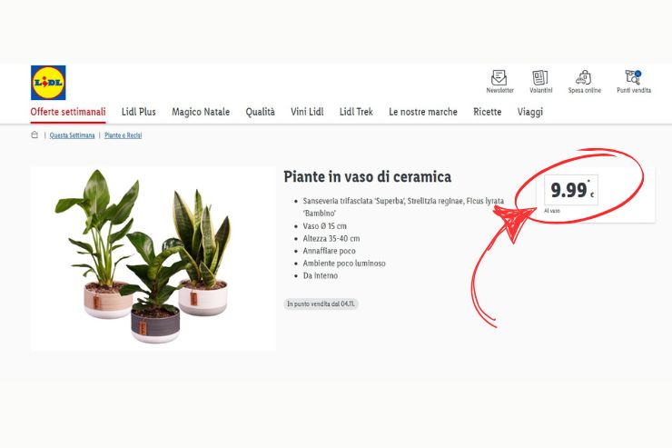 screen sito lidl con offerta settimanale piante in vaso