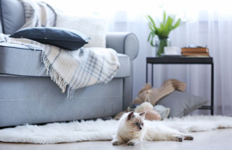 salotto con divano, tappeto e un gatto