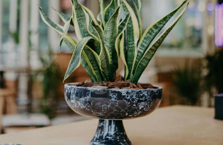 Sansevieria