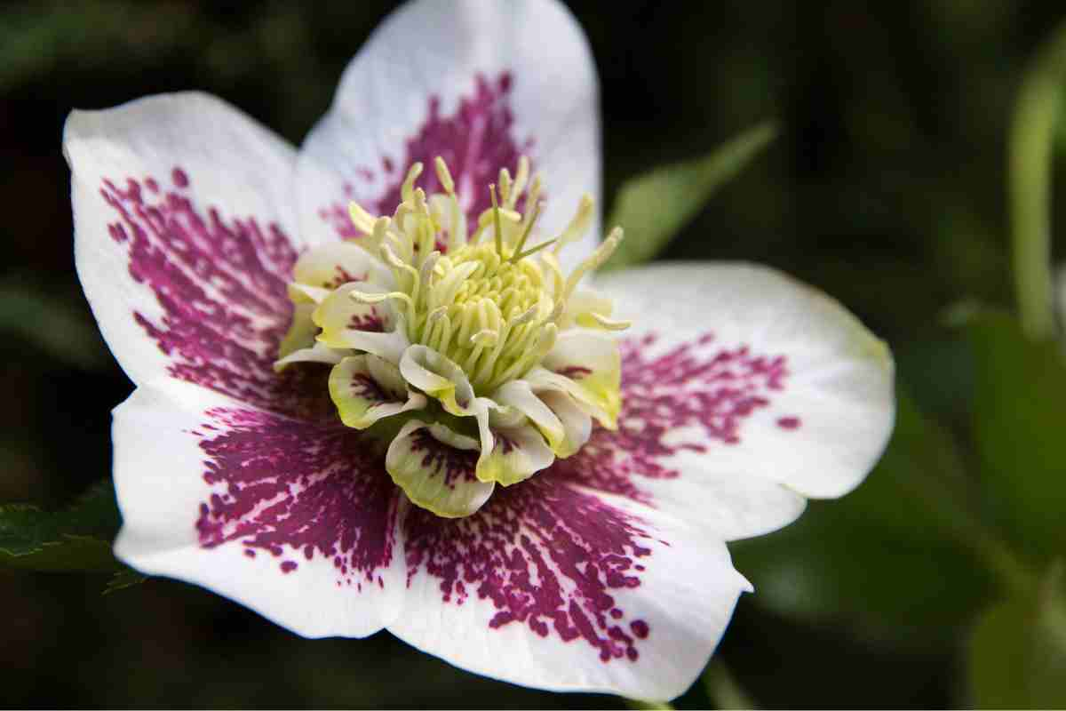 fiori e piante di natale